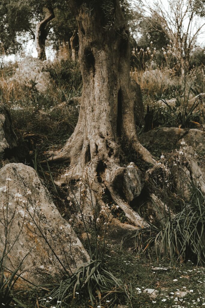 An ancient olive tree among granite rocks